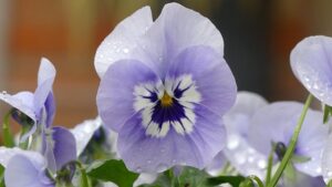 What Flowers to Use for a Funeral